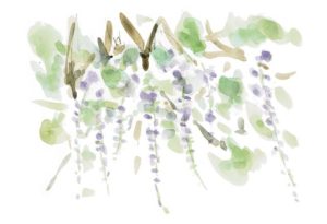 Wisteria-flowers