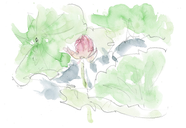 咲き始めた蓮の花。(尾上・猿賀公園)