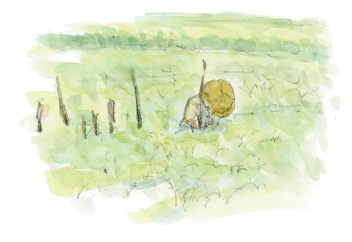 農家の人が田んぼのど真ん中で作業中。棒を4~5本立ててどんな作業?