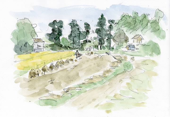 小型の稲刈り機で一人黙々と作業中。刈り込んだ稲は取り合えずその場に置き、最後には棒掛けか?