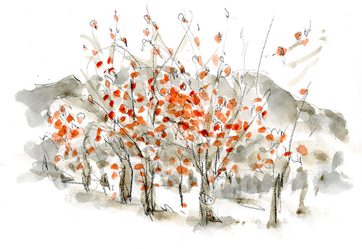 葉が落ち一斉に実をあらわにした柿の実、「たわわに実る」とは、まさにこの事か!?