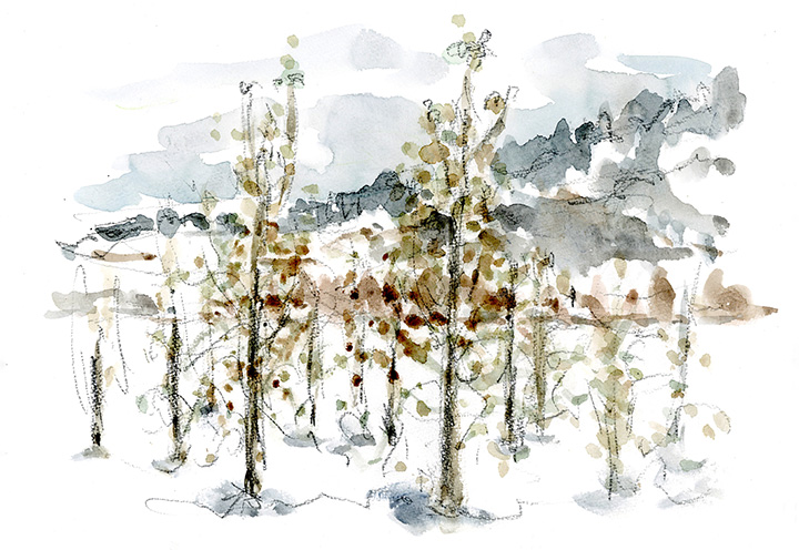 近年よく見かける「わい化栽培」のりんごの木。