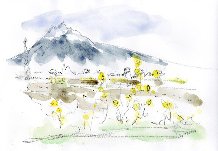 早くも菜の花が咲きはじめ、「岩木山」と「菜の花」の絶景のコラボ！